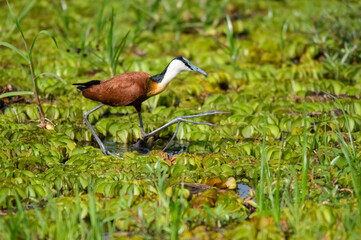 African jacana in a swamp in Murchison Falls National Park. Uganda, Africa