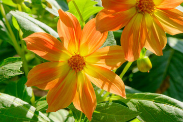 Obraz premium Bright orange dahlia flowers in a green garden