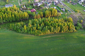 View from the sky to the green summer forest