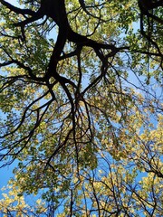 low viewpoint view of tree branches and sky