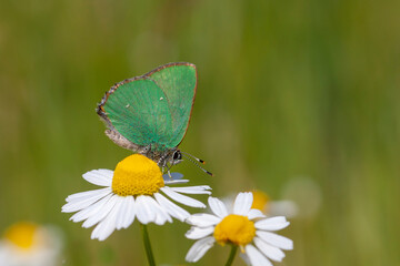 Callophrys rubi,min butterfly with a wonderful green color