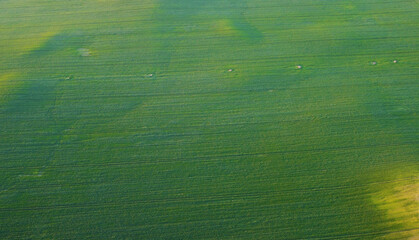 Green vegetable texture of growing up grass and lawn in the fields. Green background pattern