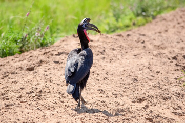 Abyssinian ground hornbill. Murchison Falls National Park. Uganda, Africa