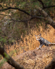 white footed fox or desert fox on rock at ranthambore national park rajasthan india - vulpes vulpes pusilla