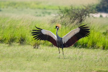Dancing crowned crane. Murchison Falls National Park. Uganda, Africa