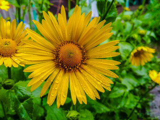 yellow flowers in the garden