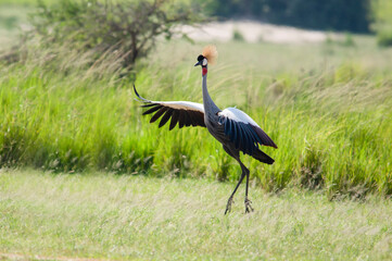 Dancing crowned crane. Murchison Falls National Park. Uganda, Africa