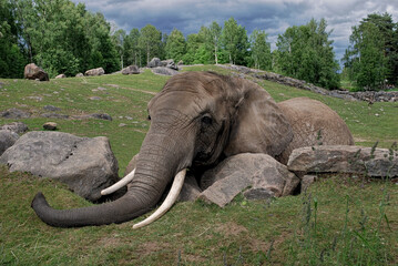 Obraz premium elephant in the zoo