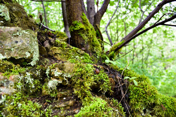 green moss on a tree