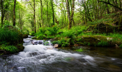 Naklejka na ściany i meble mountain stream bed rushing through lush green vegetation in springtime