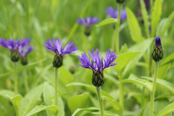 Bergflockenblumen Blüten