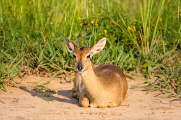 Impala antelope. Murchison Falls National Park. Uganda, Africa