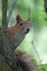Obraz premium Cute squirrel on tree in the forest