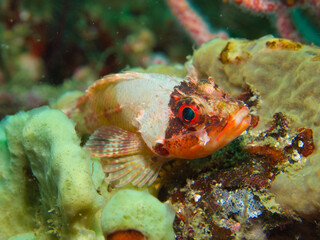 A fish with a colorful head only