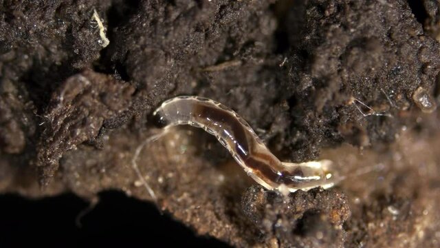Larva of soil gnats, Sciaridae family. A well-known species of cucumber gnat is Bradysia brunnipes. Larvae live in soil and feed on organic debris, some pests and eat plant roots