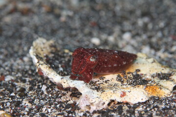 Baby squid got angry with her whole body