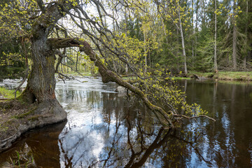 Swedish river and natural salmon area in spring. Farnebofjarden national park in north of Sweden.