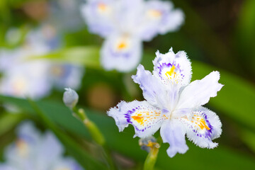 Iris blooming in a city park