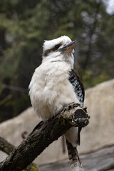 The blue-winged kookaburra, Dacelo leachii, sits on a branch and observes the surroundings