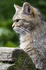 The European wildcat, Felis s. Silvestris, sits on a trunk and observes the surroundings