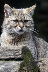 Naklejka na ściany i meble The European wildcat, Felis s. Silvestris, sits on a trunk and observes the surroundings