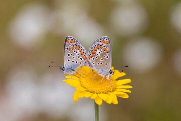 Lycaenidae (Polyommatus agestis) is a common butterfly species throughout Europe