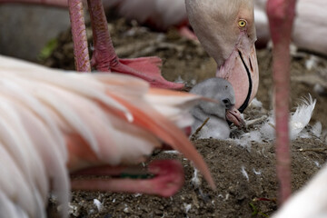 A freshly hatched young Rosa Flamingo, Phoenicopterus roseus, with a tangle of large birds