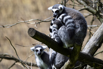 Female Ring-tailed Lemur, Lemur catta, with cubs sitting in branches