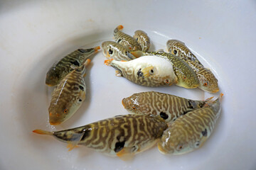 Fresh puffer fish, close up