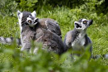 Fototapeta premium Female Ring-tailed Lemur, Lemur catta, with cubs sitting on a green lawn