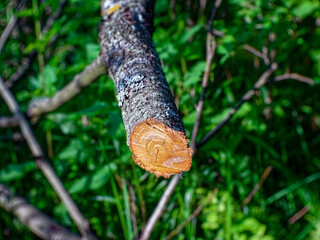 a small sawn branch in the forest
