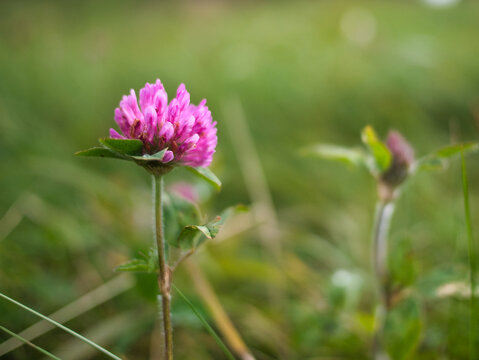Red clover on the hill