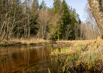 spring landscape with a small wild river, bare trees, reflections in the water, dry grass on the river banks, Stikupe, Vaidava, Latvia