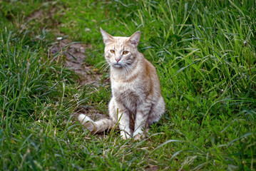 Fototapeta premium red cat sitting in the grass