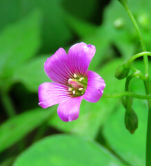 Oxalis debilis flower, Oxalis debilis, the large-flowered pink-sorrel or pink woodsorrel in the garden.