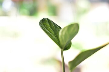 close up green plants in nature.