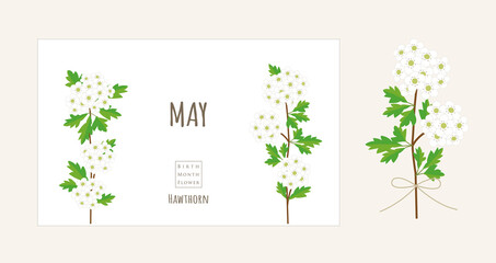誕生月の花のイラスト｜5月の誕生花、サンザシ