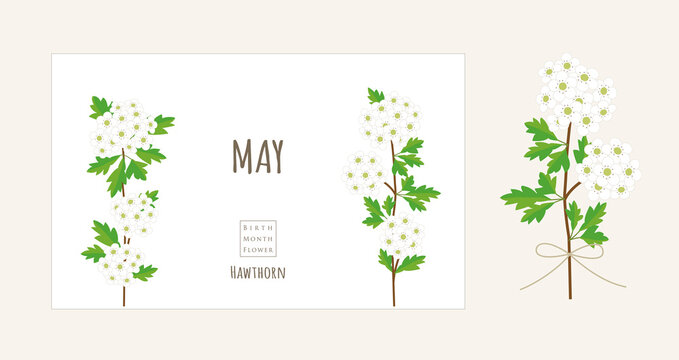 誕生月の花のイラスト｜5月の誕生花、サンザシ