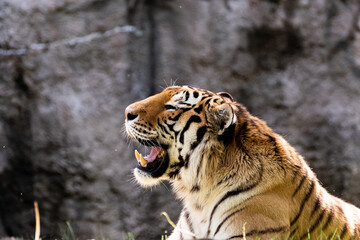 カッコいいトラ