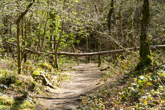 Woodland trail in the Derbyshire Peak District