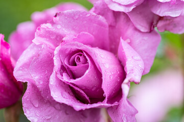 濡れた薔薇