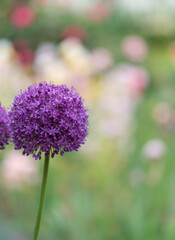 紫色の丸い花　アリウム・ギガンチウム