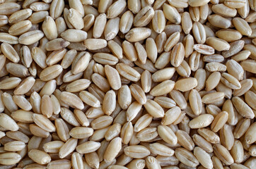 Top view of dry organic wheat seed background, for healthy food ingredient or agricultural product concept