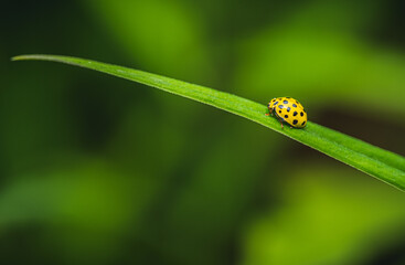 ladybug on green grass