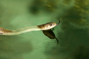 Indo-Chinese rat snake (Ptyas korros)