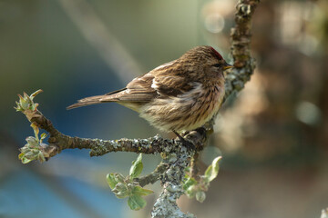 Lesser Redpoll 1