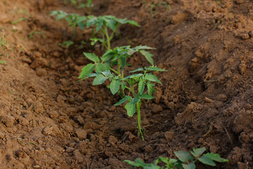 young tomato seedlings planted in the ground