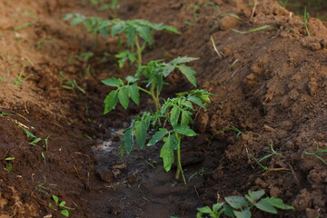 watering young tomato seedlings in the garden