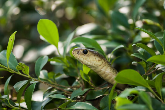 Indo-Chinese rat snake (Ptyas korros)
