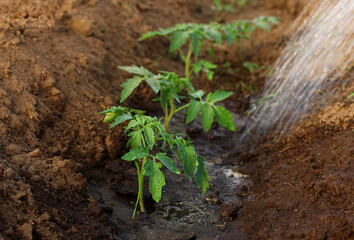watering young tomato seedlings in the garden